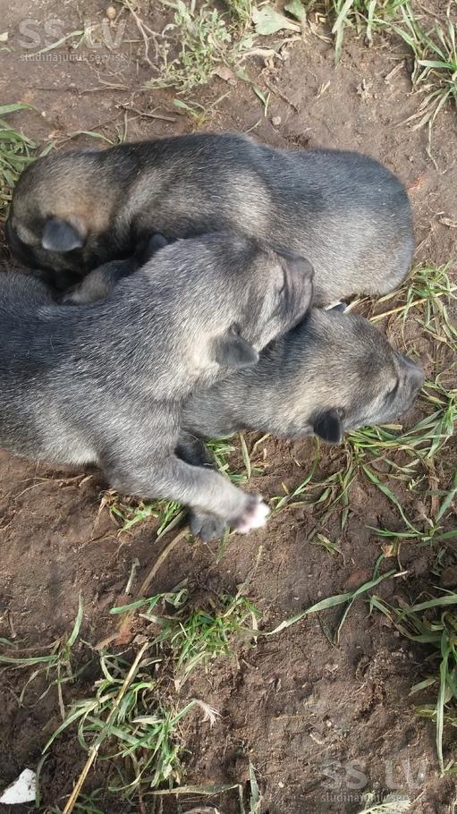 animals-dogs-deutscher-schaferhund-10522497.800.jpg