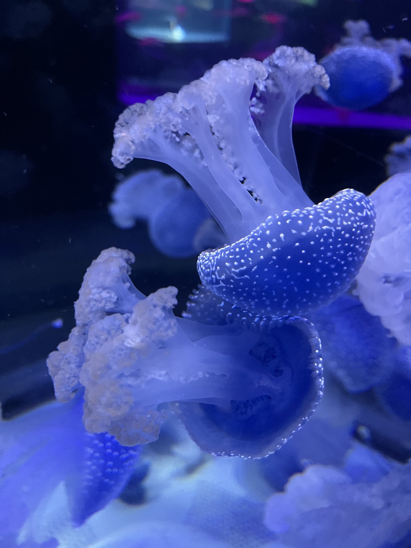 E4966F9B-636D-488D-833B-4B76EC96695C.jpeg