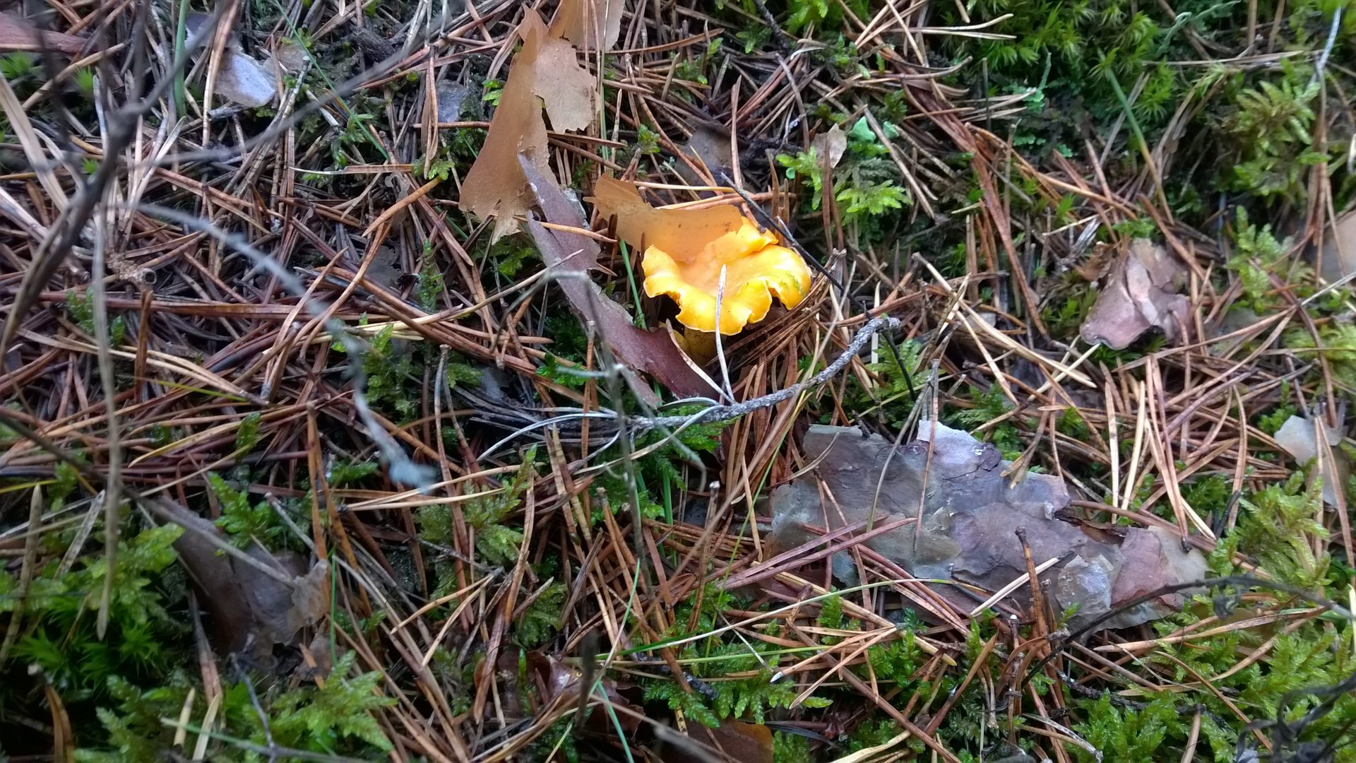 WP_20191102_013.jpg
